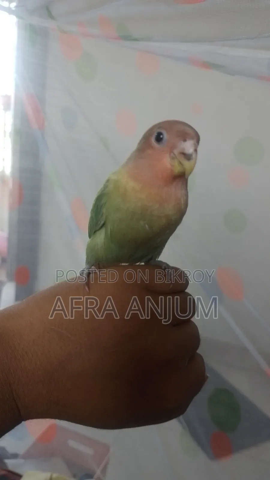 Lovebird Full Tame