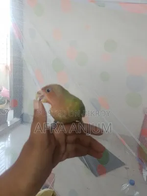 Lovebird Full Tame