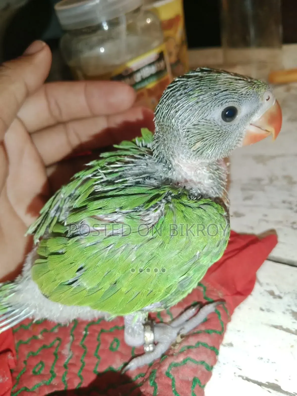 Ringneck Baby Sell