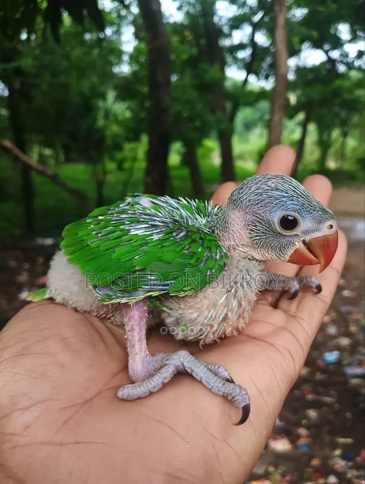 Ringneck Baby Sell