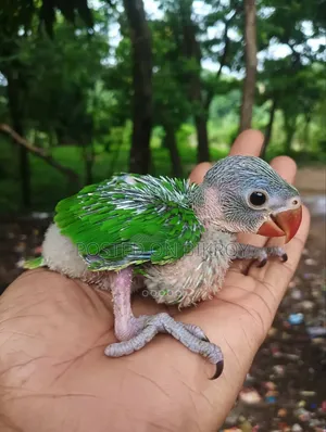 Ringneck Baby Sell