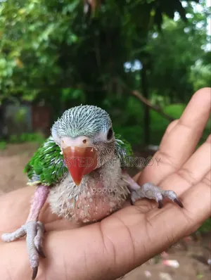 Ringneck Baby Sell