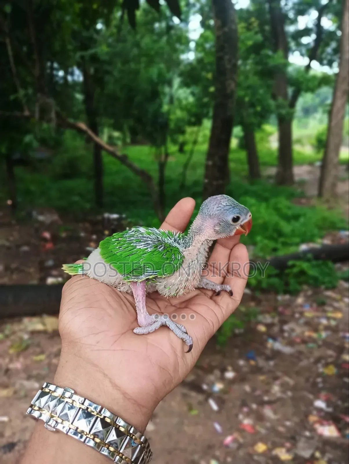 Ringneck Baby Sell