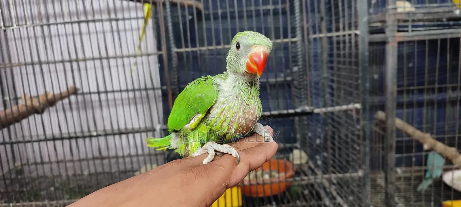 রিংনেক বেবি