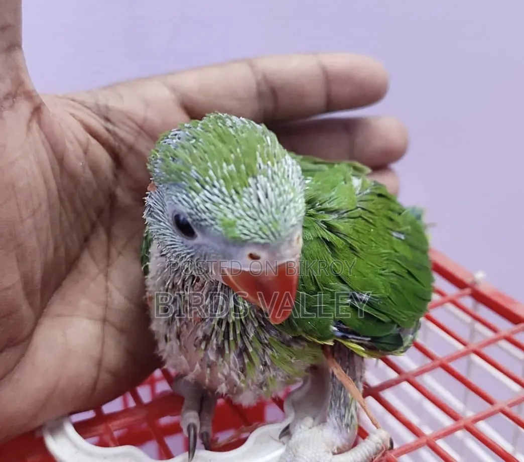 রিংনেক বেবি