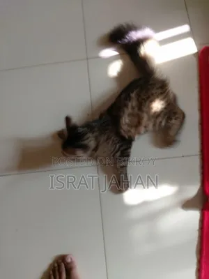 3-6 Months Female Mixed Breed Persian