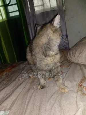 ৬-১২ মাস বয়সী মিক্সড ব্রিড পার্সিয়ান বিড়াল