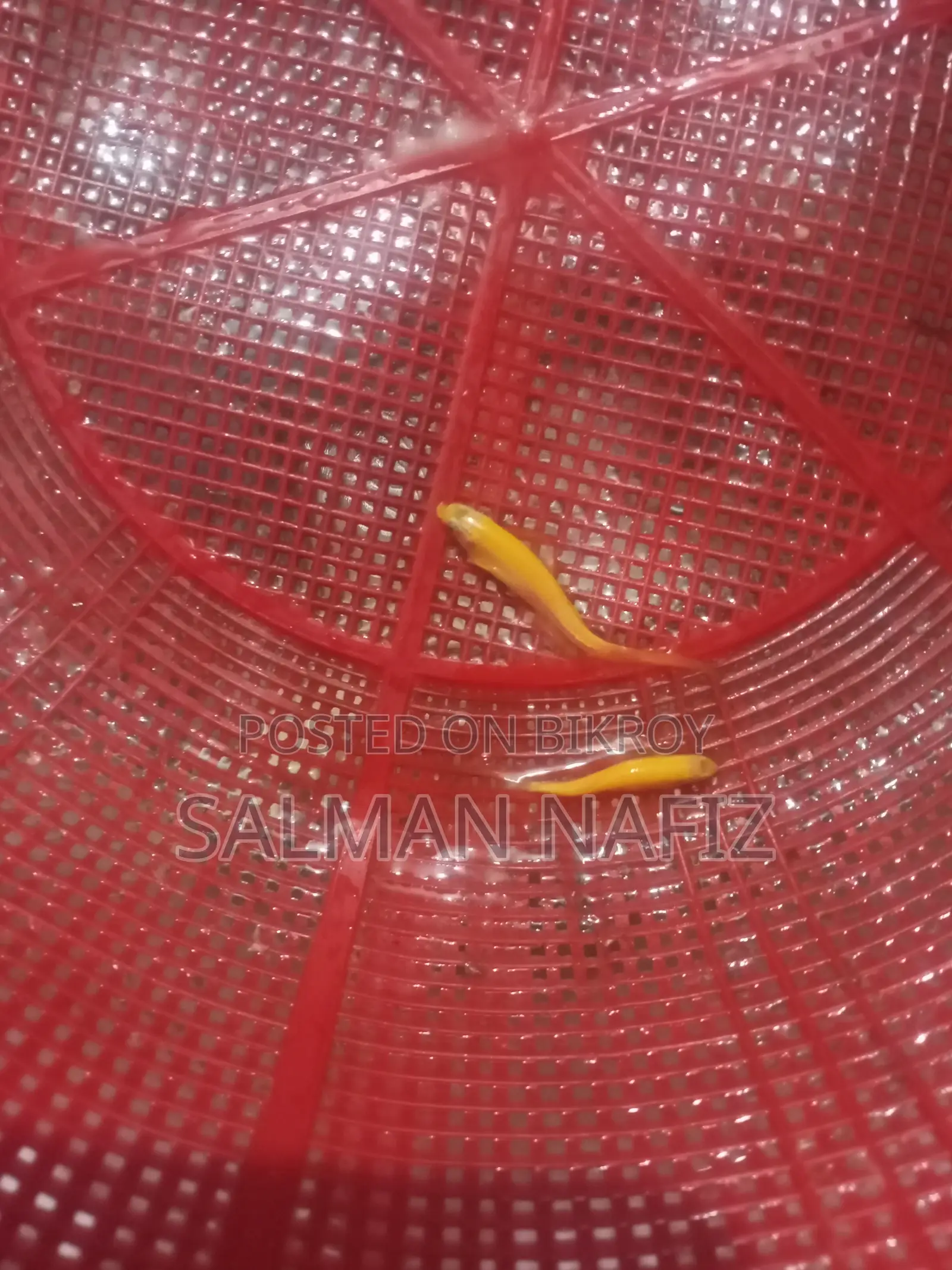 Zebra Danio