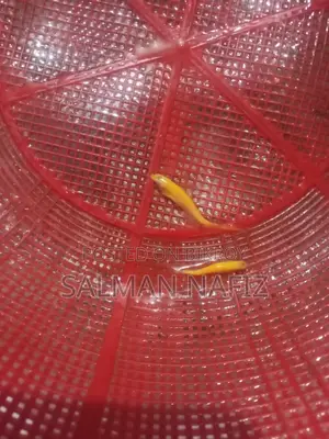 Zebra Danio