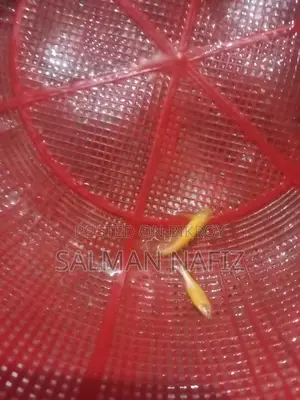 Zebra Danio