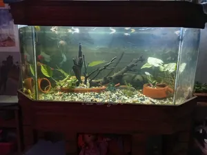 4 Feet Aquarium