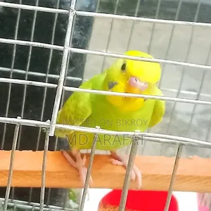 বাজরিগার ১ পিস