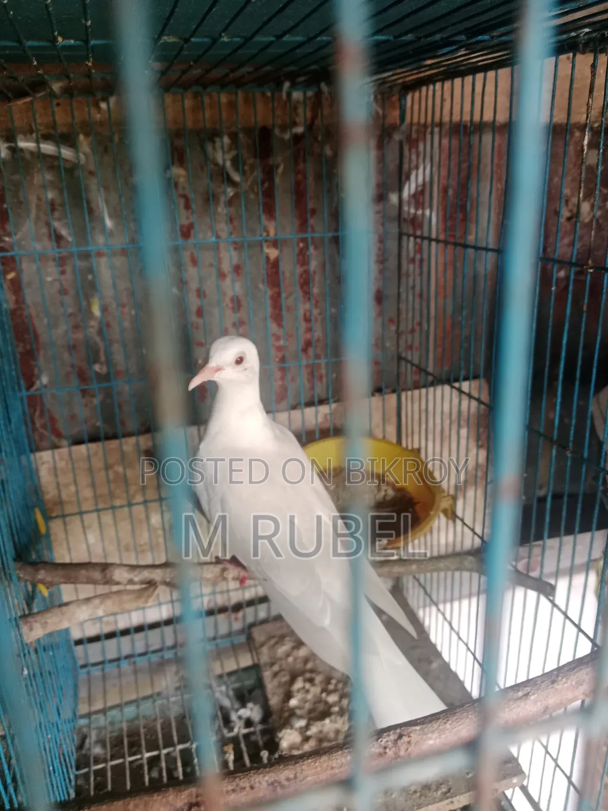 ঘুঘু পাখি বিক্রি হবে