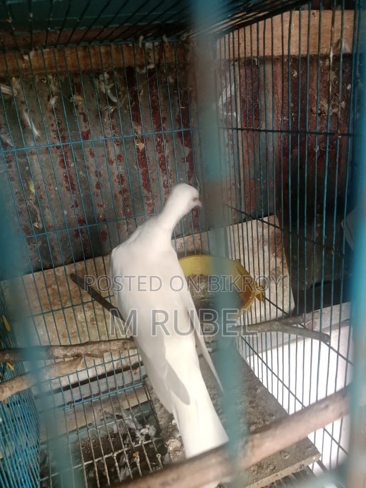 ঘুঘু পাখি বিক্রি হবে