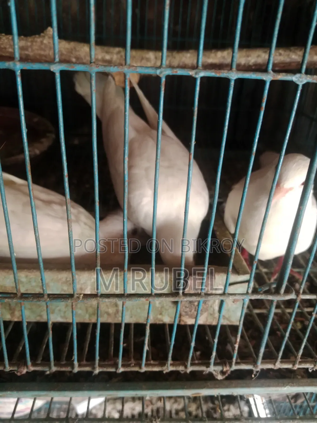 ঘুঘু পাখি বিক্রি হবে