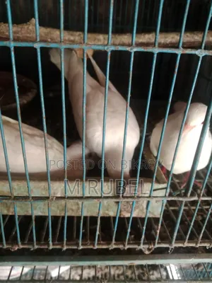 ঘুঘু পাখি বিক্রি হবে