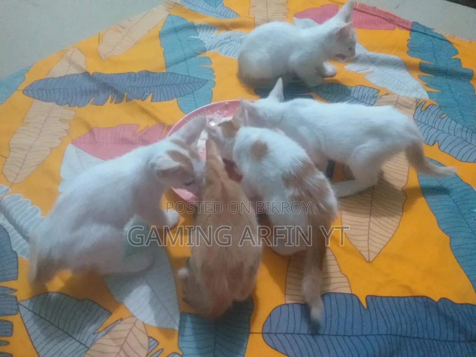 0-1 Month Female Mixed Breed Bengal Kitten