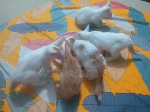 0-1 Month Female Mixed Breed Bengal Kitten
