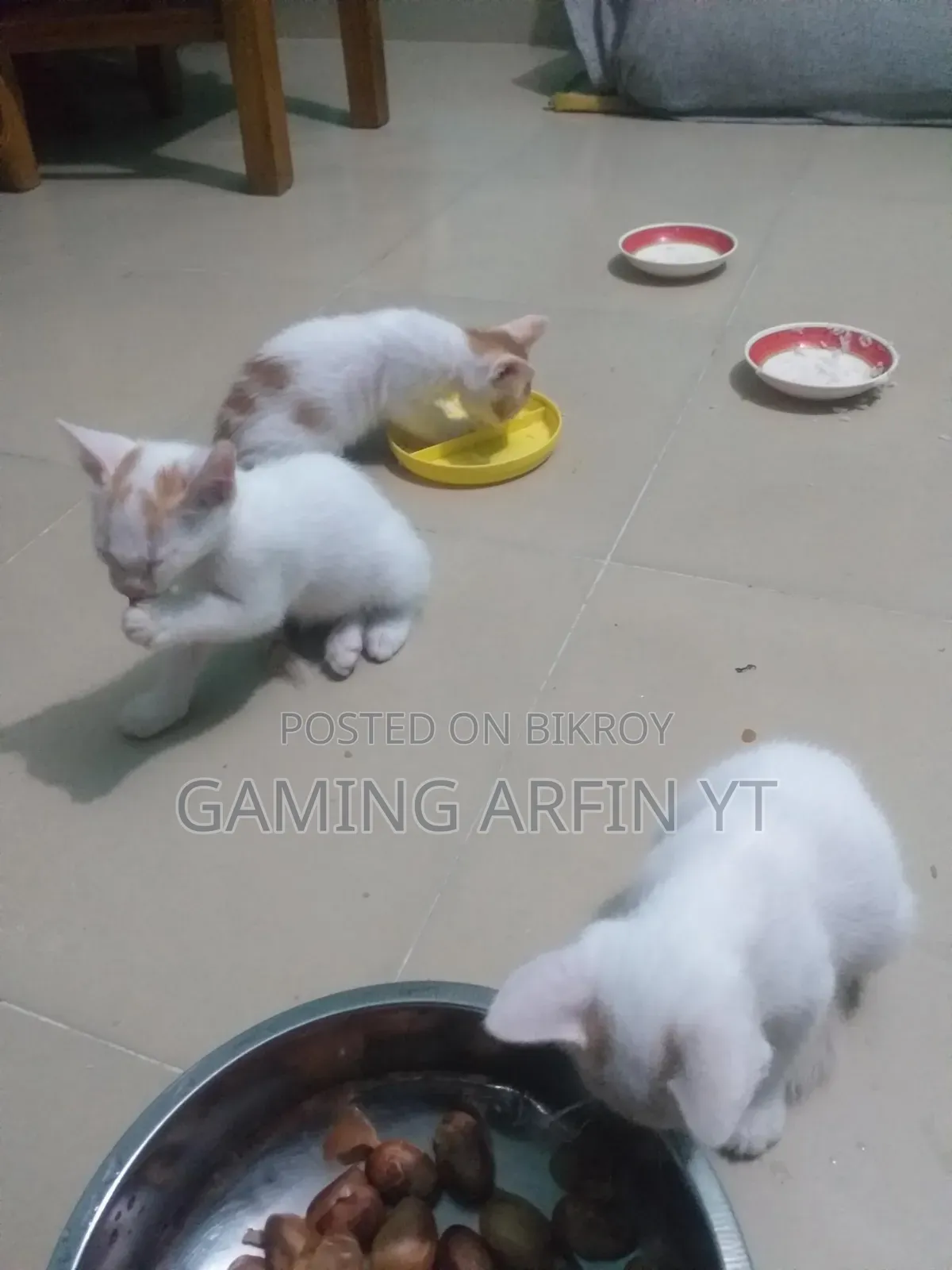 0-1 Month Female Mixed Breed Bengal Kitten