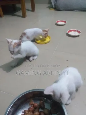 0-1 Month Female Mixed Breed Bengal Kitten