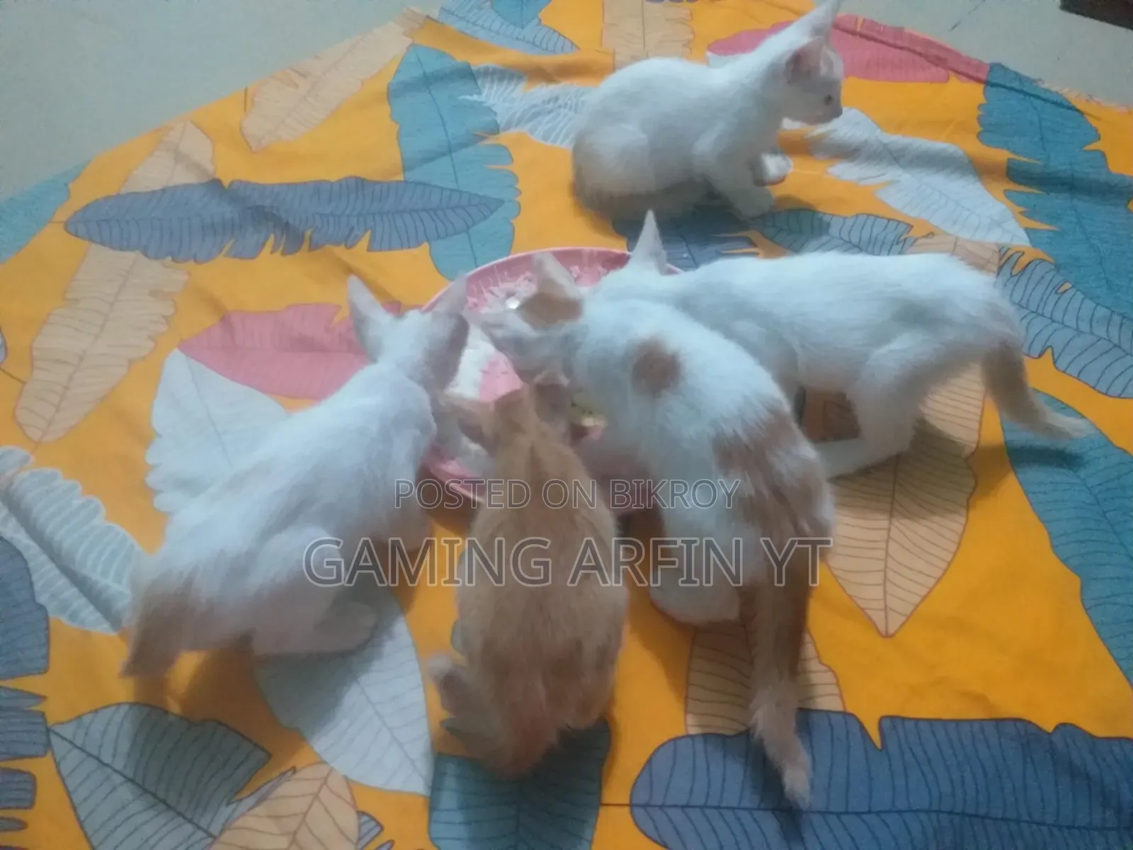 0-1 Month Female Mixed Breed Bengal Kitten
