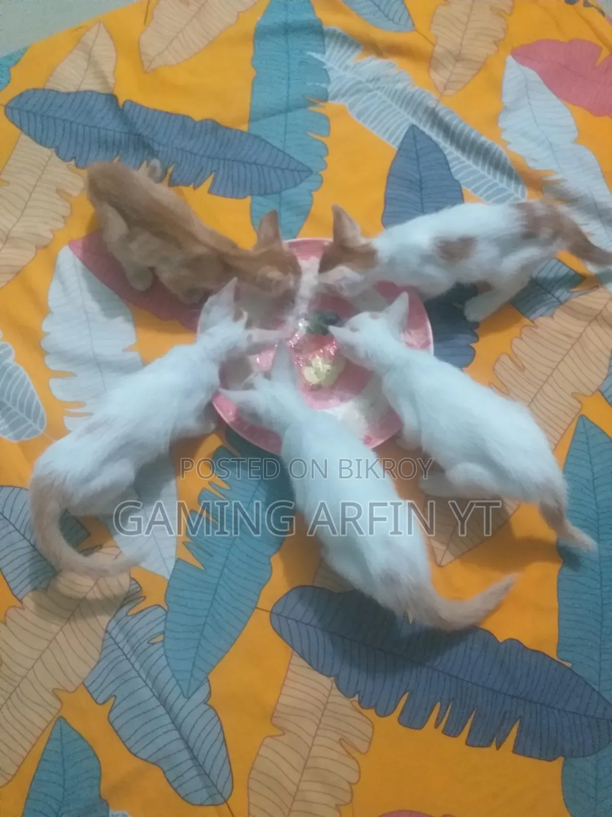 0-1 Month Female Mixed Breed Bengal Kitten