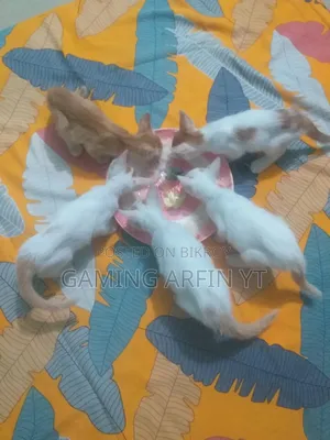 0-1 Month Female Mixed Breed Bengal Kitten