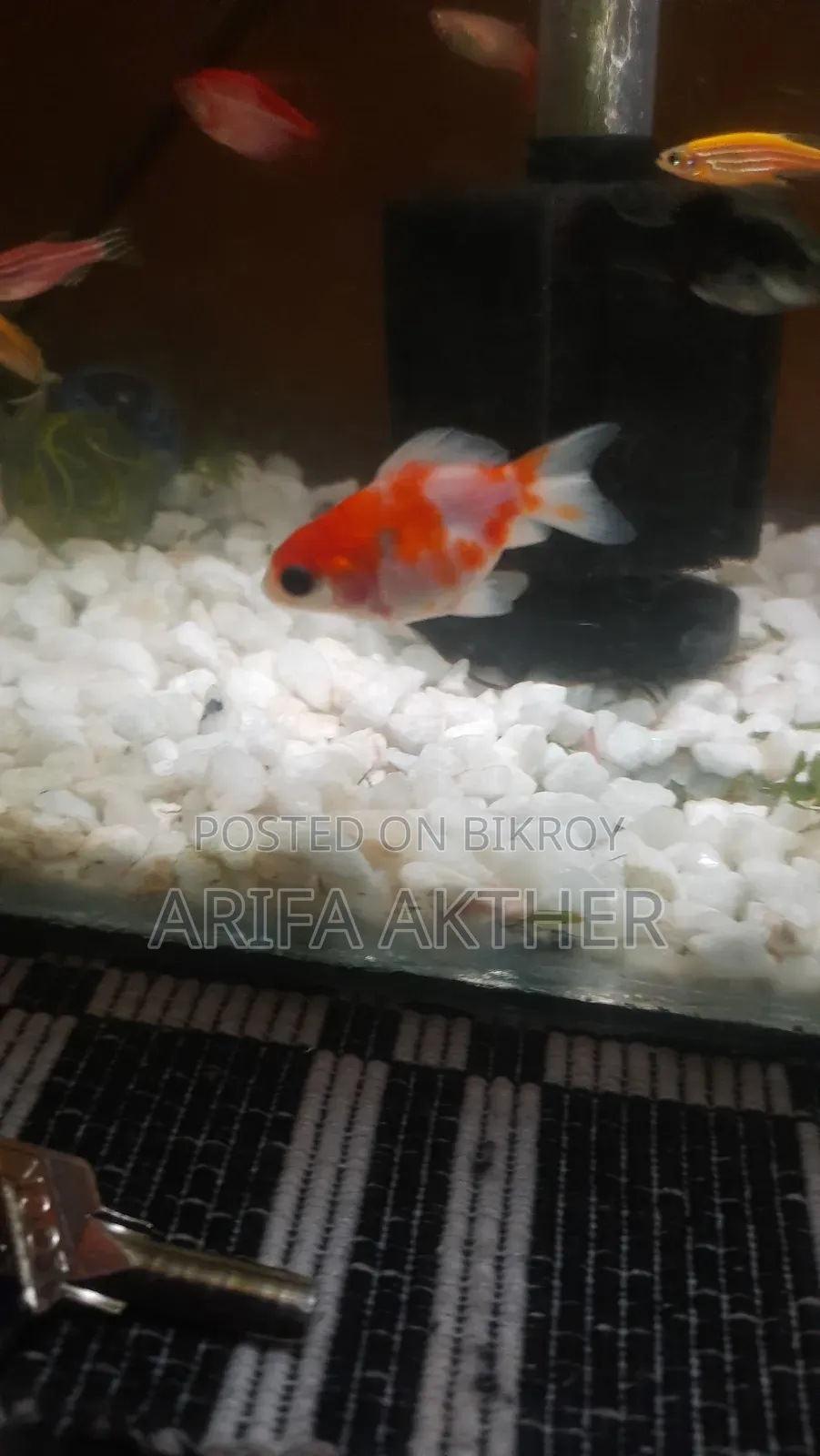 একটি রুই কিং গোল্ড ফিশ বিক্রির জন্য