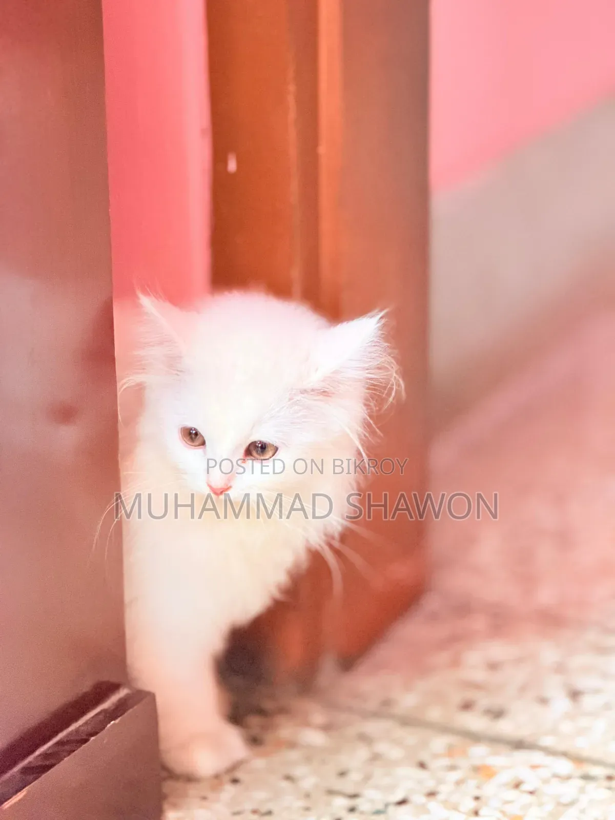 3-6 Months Female Purebred Persian
