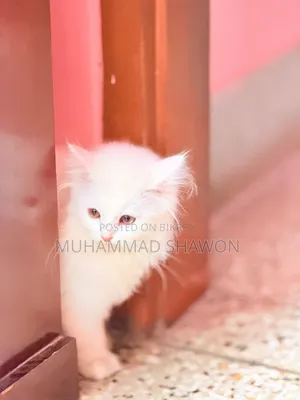 3-6 Months Female Purebred Persian