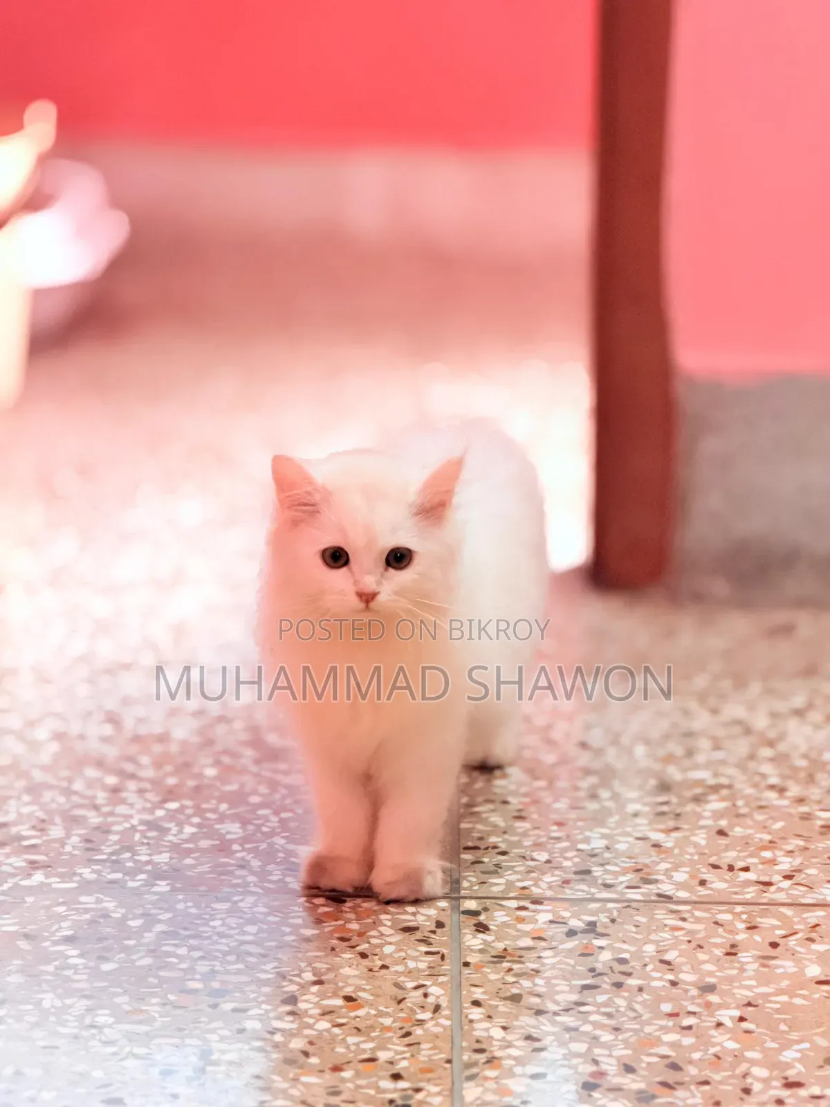 3-6 Months Female Purebred Persian