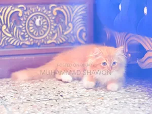 3-6 Months Female Purebred Persian