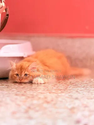 3-6 Months Female Purebred Persian