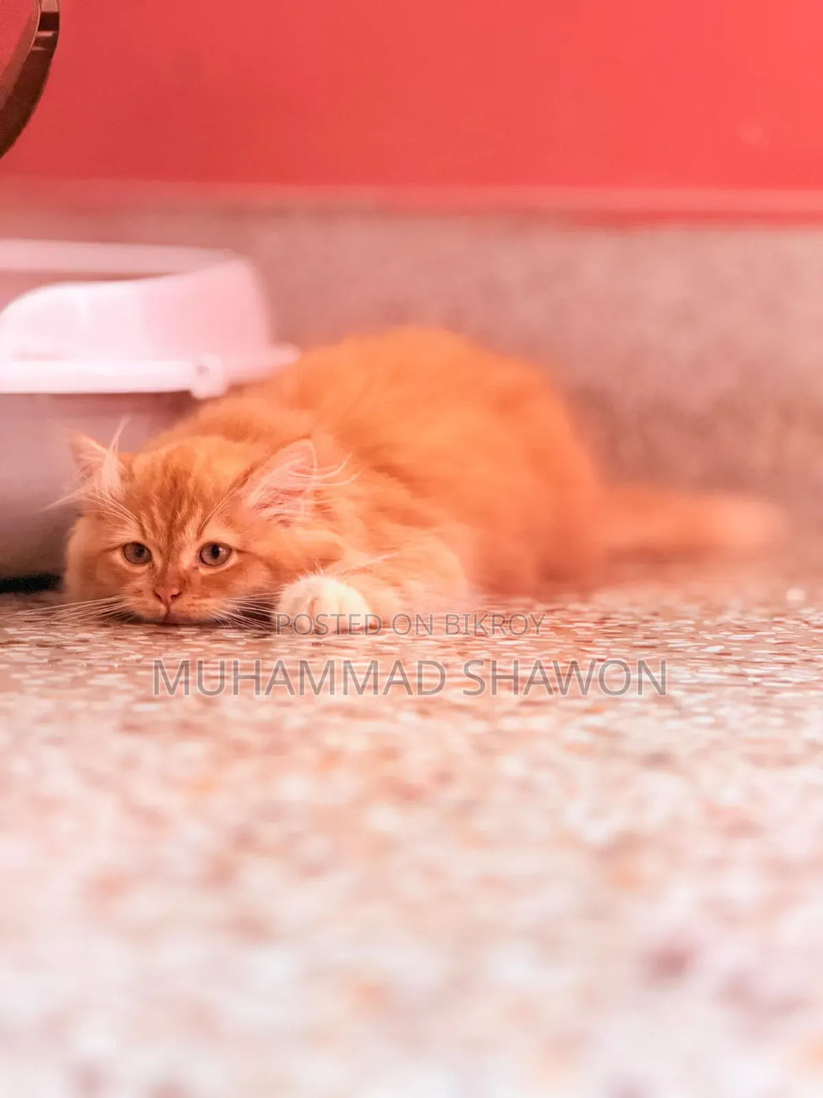3-6 Months Female Purebred Persian