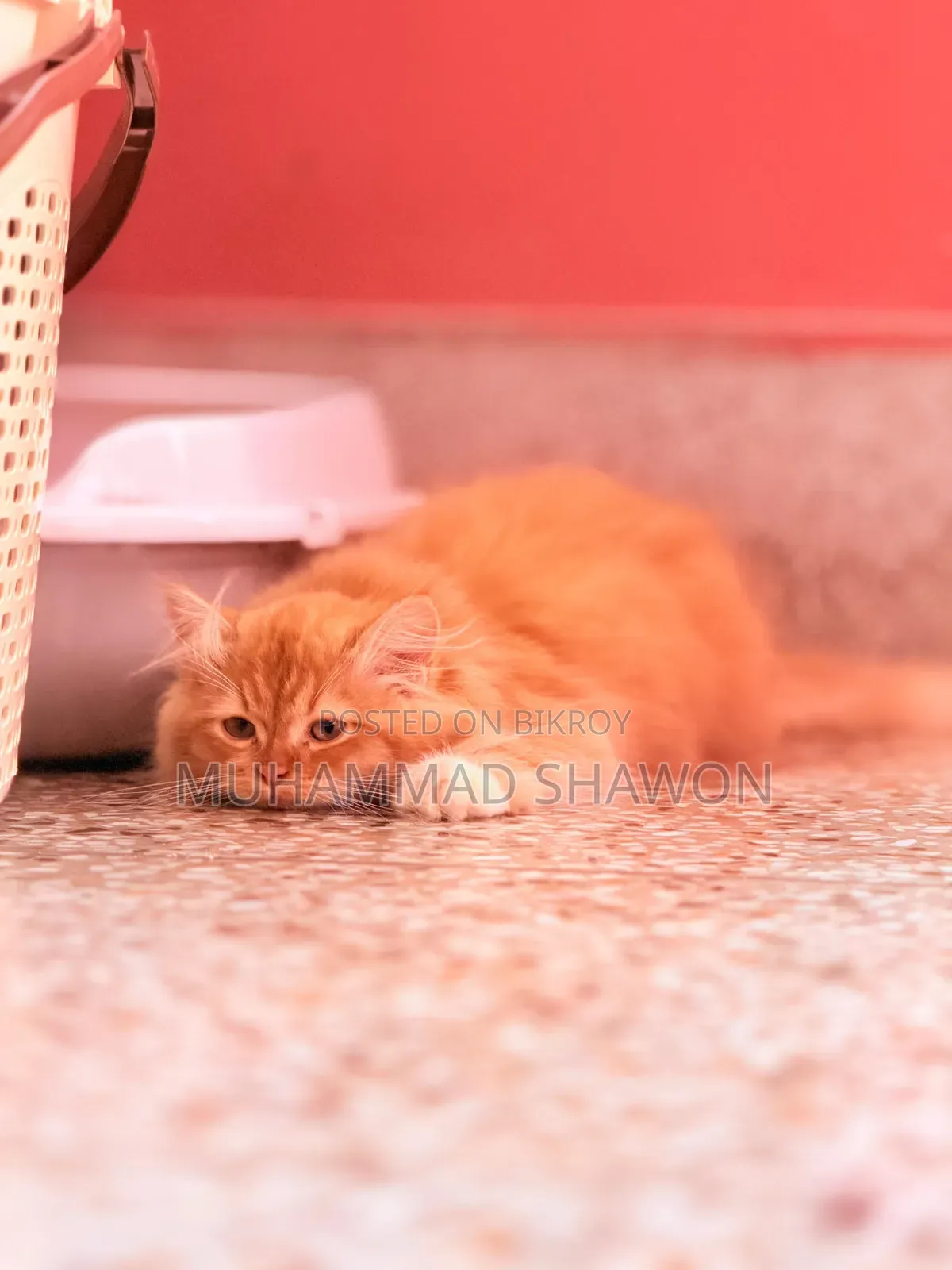 3-6 Months Female Purebred Persian
