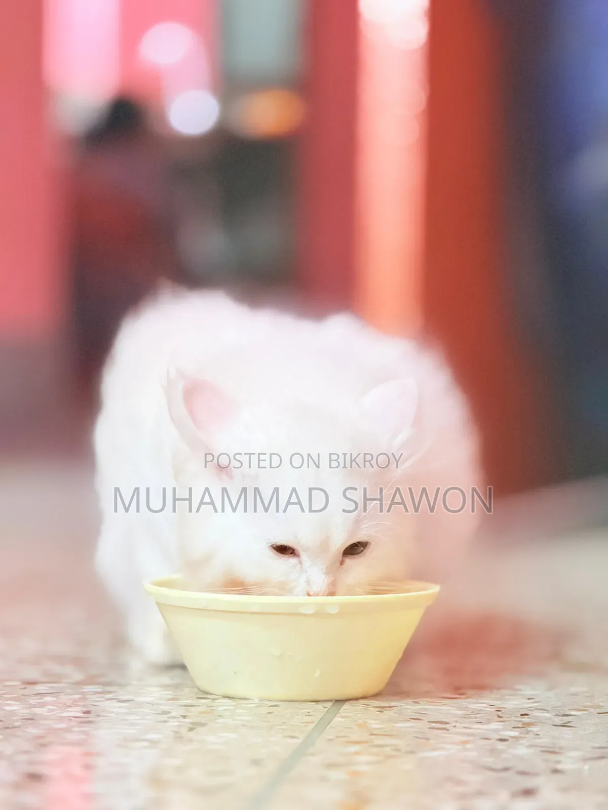 3-6 Months Female Purebred Persian