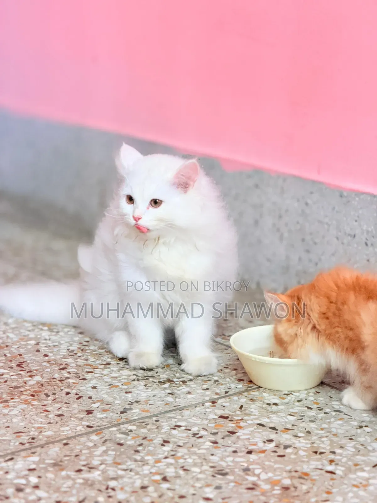 3-6 Months Female Purebred Persian