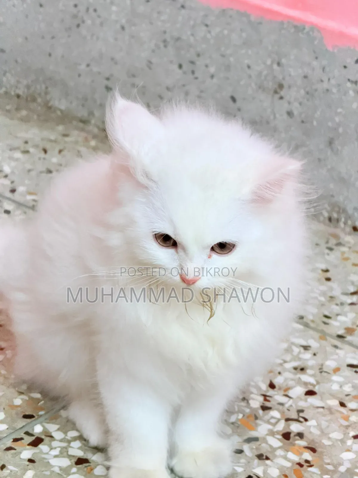 3-6 Months Female Purebred Persian
