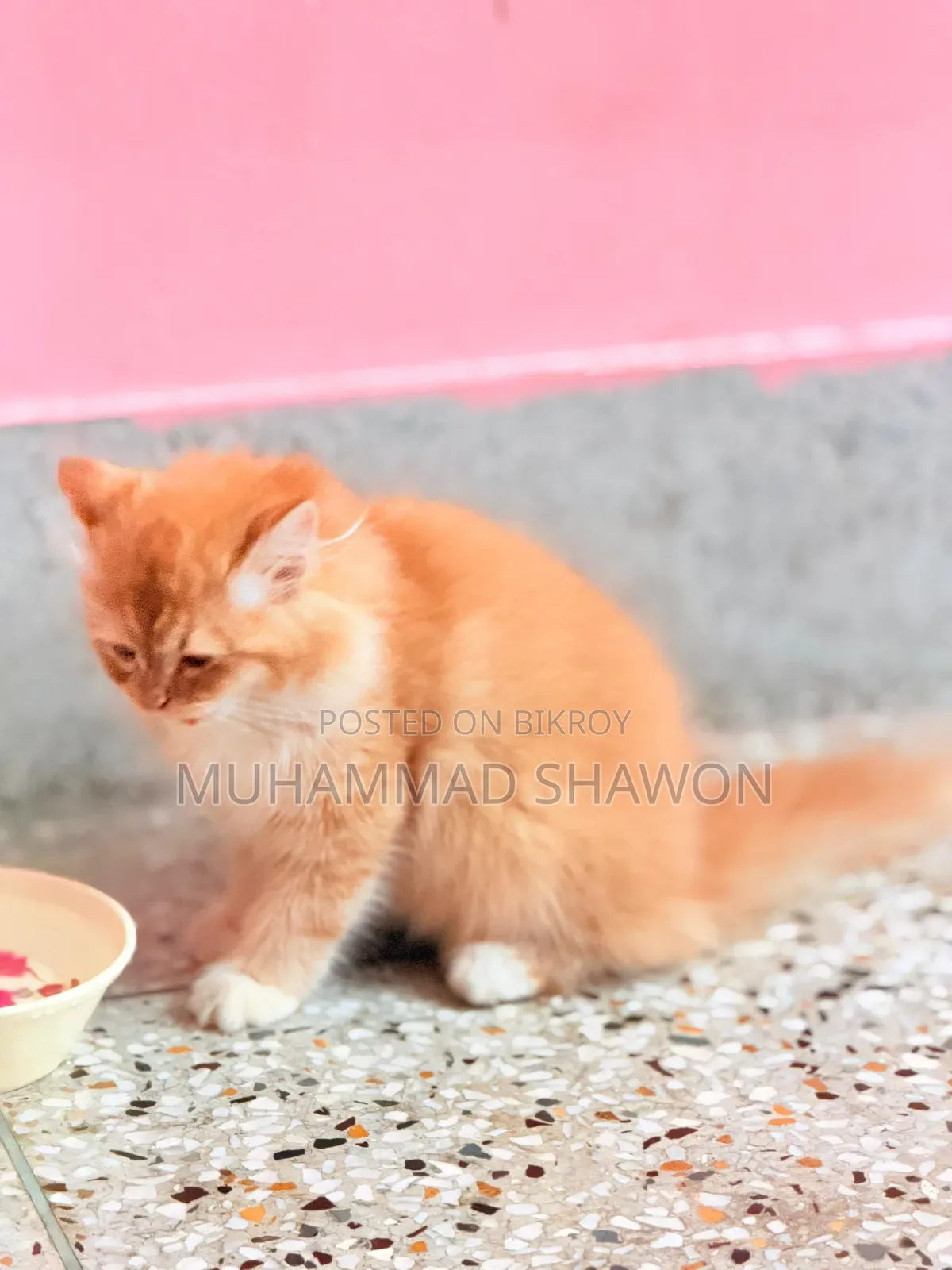 3-6 Months Female Purebred Persian