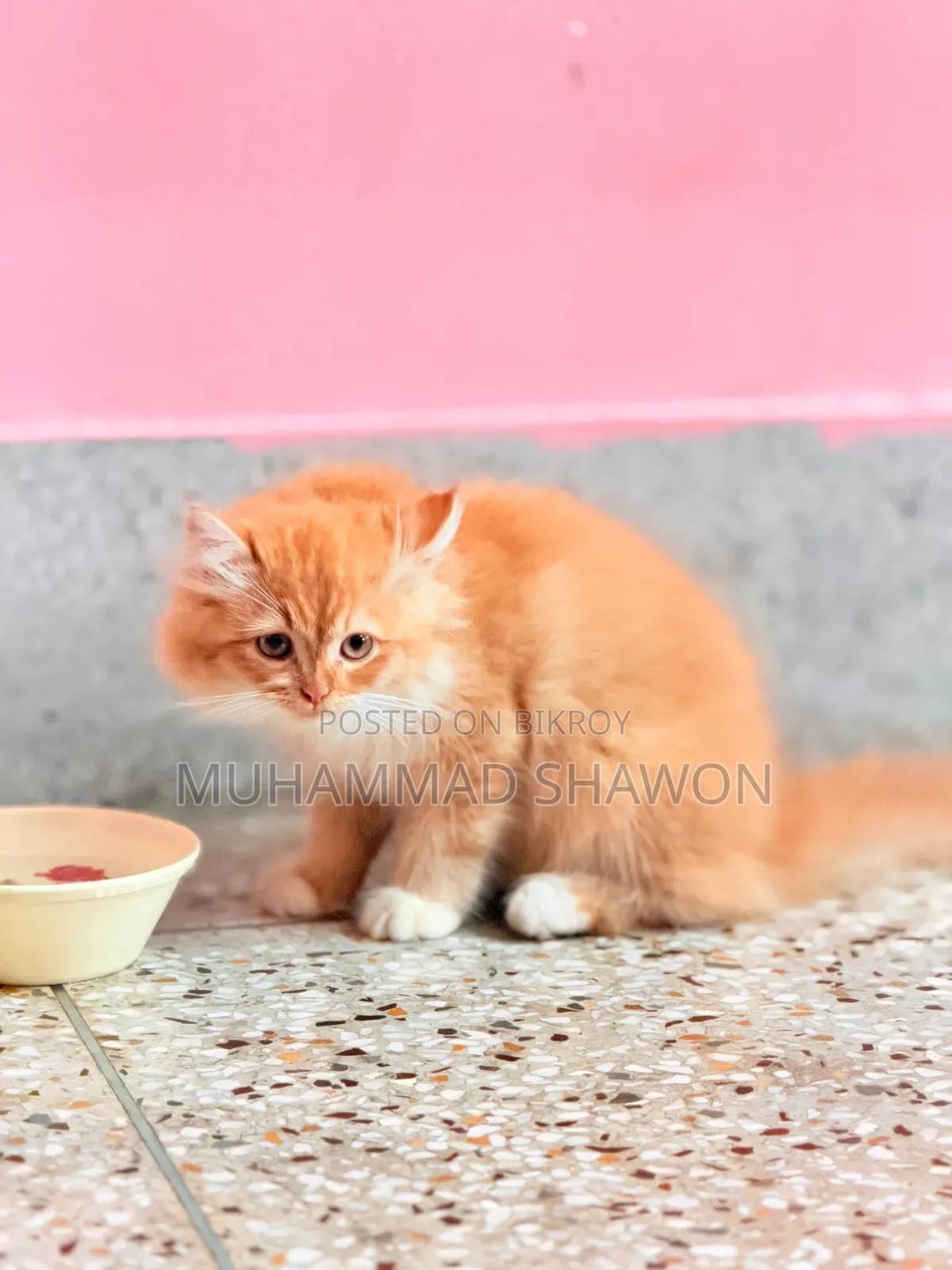 3-6 Months Female Purebred Persian