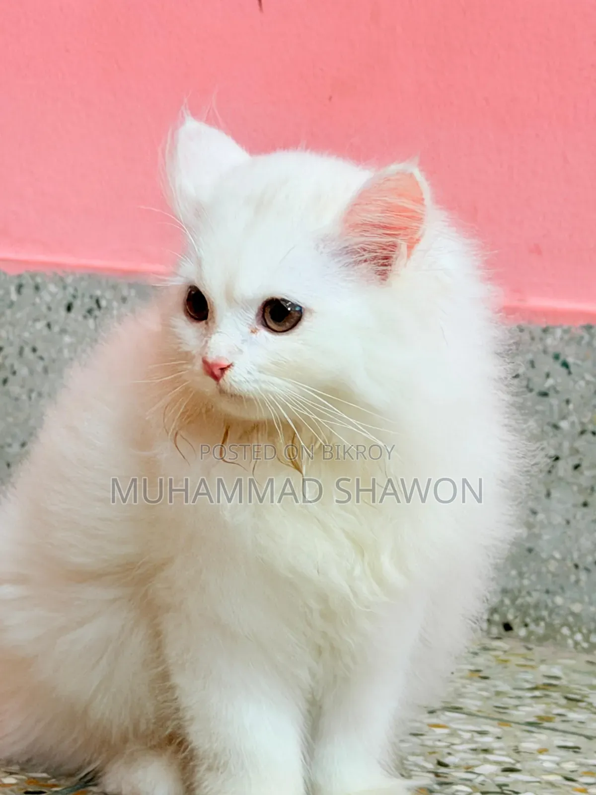 3-6 Months Female Purebred Persian
