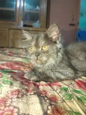 1-3 Months Female Mixed Breed Maine Coon