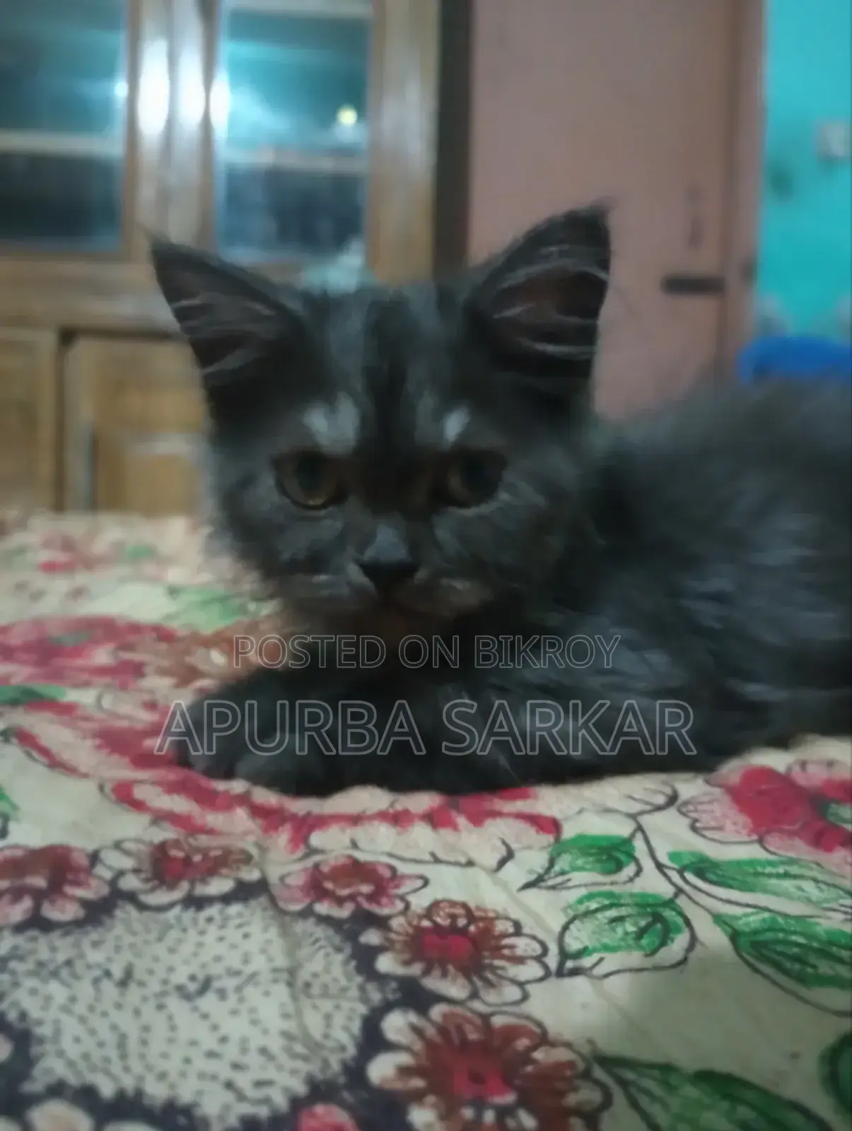 1-3 Months Female Mixed Breed Maine Coon