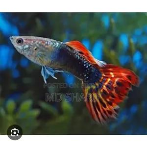 Fancy Tail Guppy
