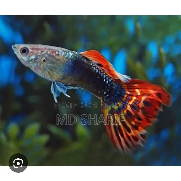 Fancy Tail Guppy