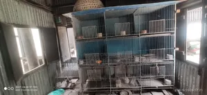 বার্ড কেজ সেল