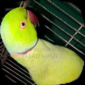 টিয়া পাখি