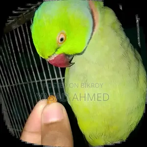 টিয়া পাখি