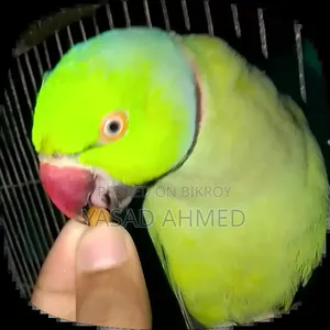 টিয়া পাখি