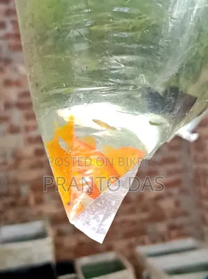 Orange Moontel Moly